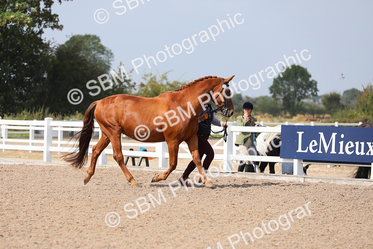 SBM_15677 - Class 312 IH Competition Horse/Pony