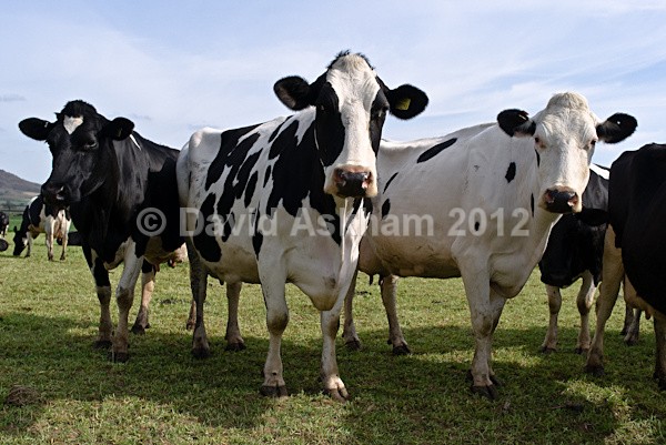 Cows (Leica X1) - Leica Photography