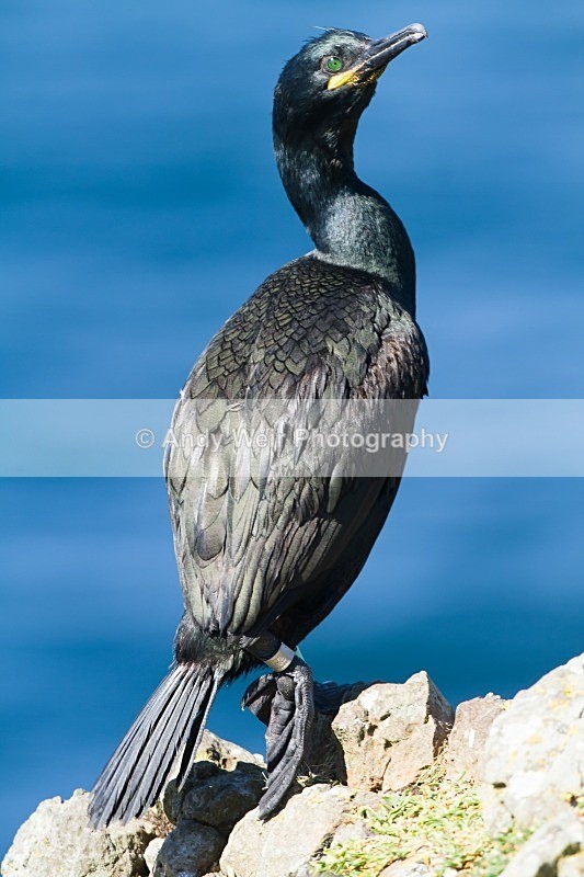20120531-_MG_9750 - Cormorants & Shags