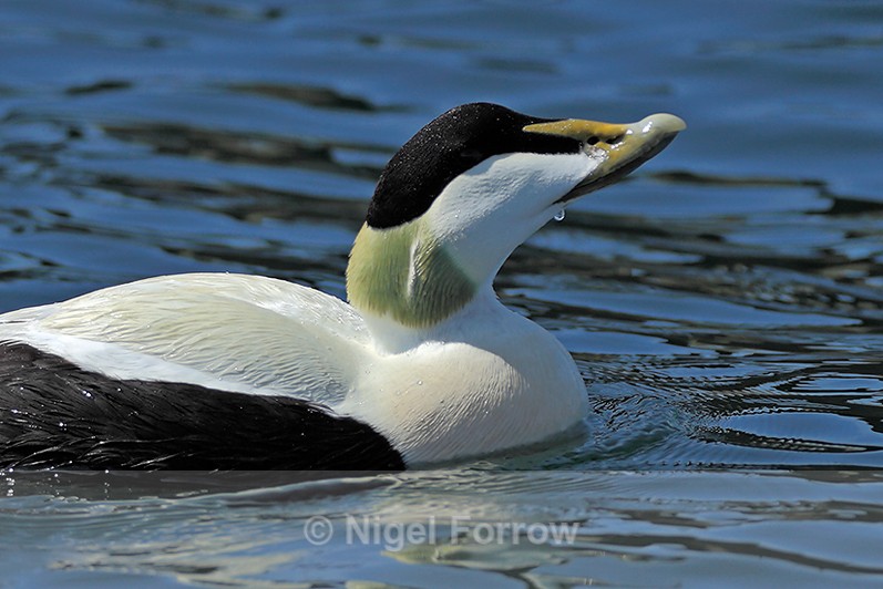 Close-up of Eider (male, breeding plumage) at Ardrossan Marina - Eider