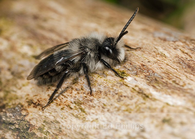 Andrena cineraria (m) - Andrena cineraria