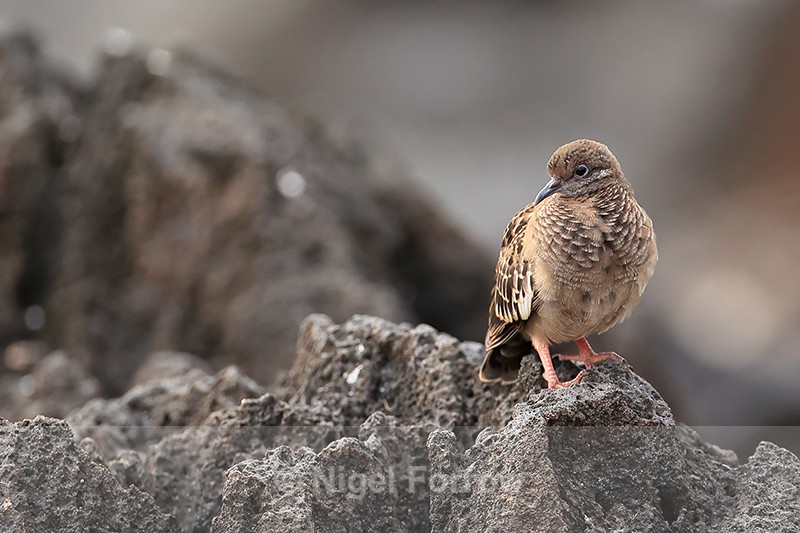 Galapagos Dove (juvenile), Espanola, Galapagos - Galapagos Dove