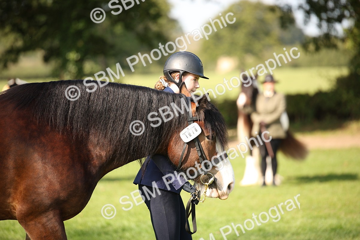 SBM_62243 - S55 - Traditional Cob In Hand