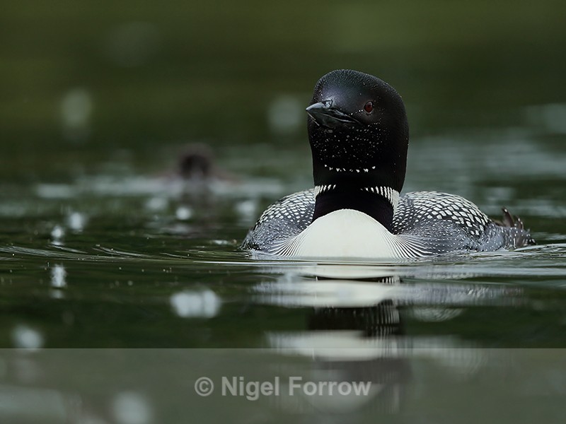Front view of Common Loon, Minnesota, USA - Great Northern Diver