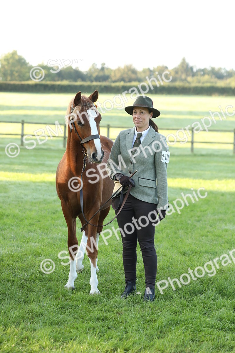 SBM_57877 - S42 - Youngstock
