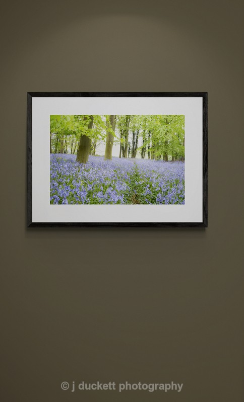  - Bluebell Wood