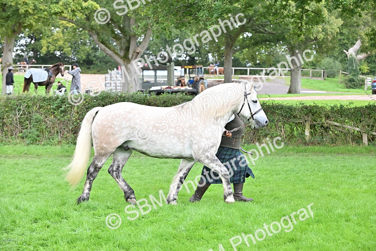 SBM_63256 - S49 - Mountain & Moorland In Hand Large Breeds