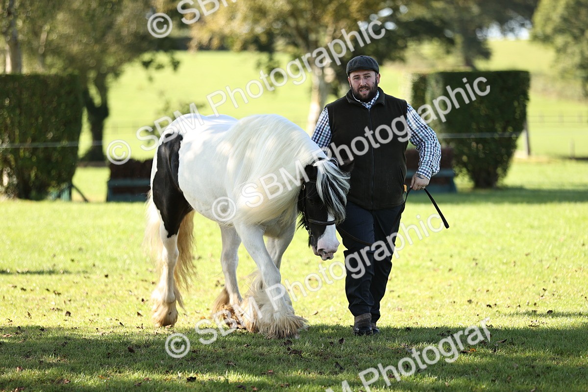 SBM_15950 - S1 - TSR in Hand Horse & Pony Showing