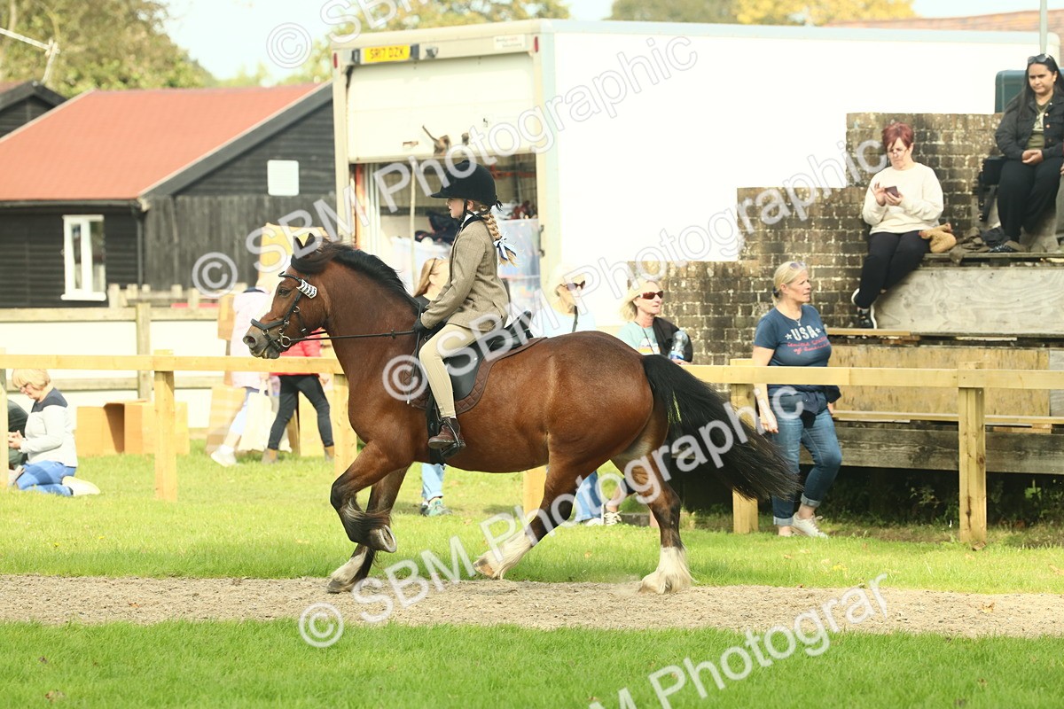 SBM_69054 - S58 - Mini Show Cob Ridden