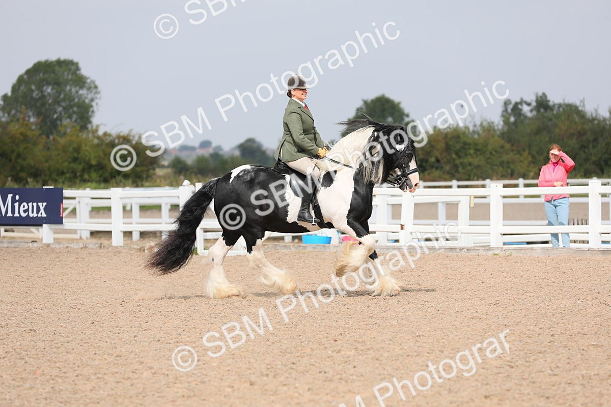 SBM_12817 - Class 307 Ridden Coloured Pony