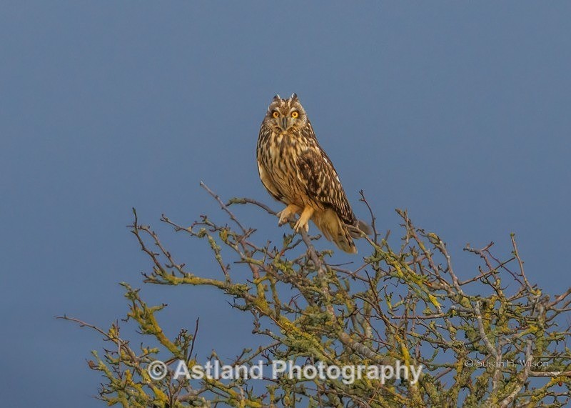 Astland Photography, Bird and Wildlife Images, Susan and Peter Wilson, U.K.