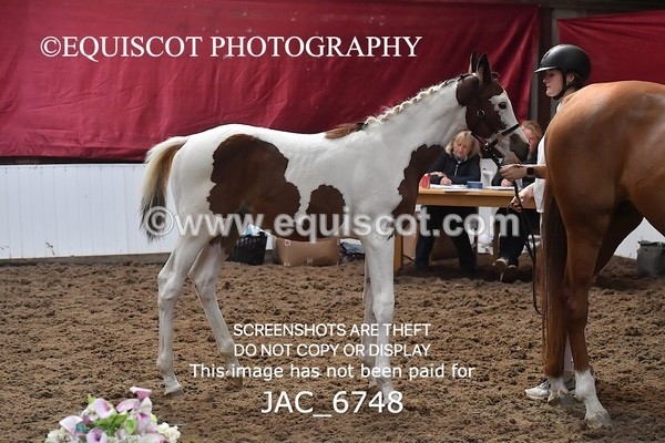 JAC_6748 - 15 Ziggy of Westoak
