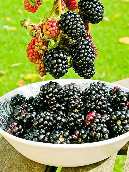 Blackberries - Autumn