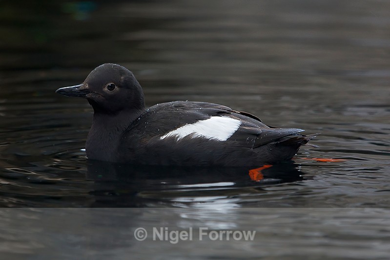 Black Guillemot at the Alaska Sealife Centre, Seward - Black Guillemot