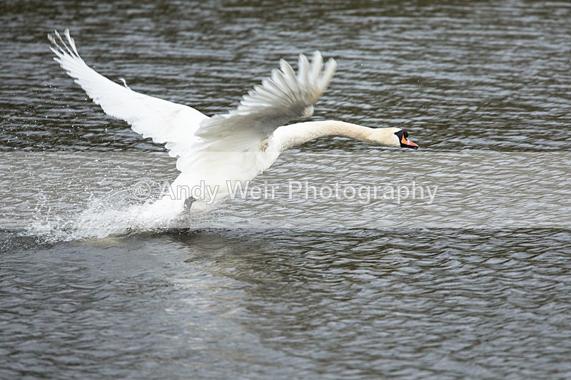 20140417-3K8A0262 - Swans