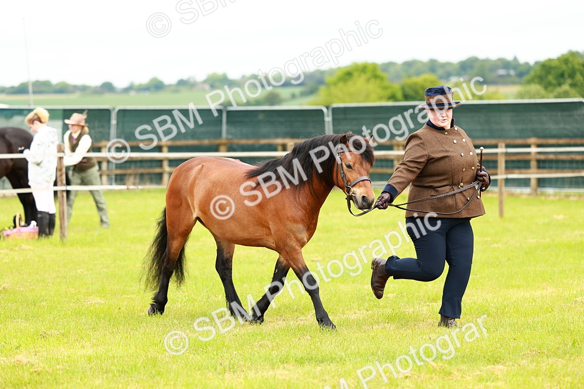 SBM_00272 - Class 58-67 - M&M Non Welsh Pony In hand
