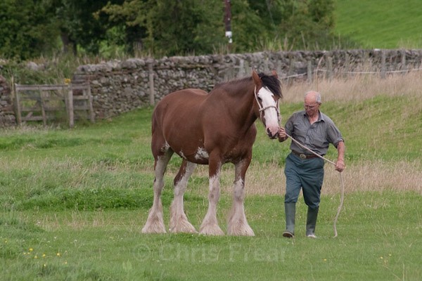 10 - Clydesdales