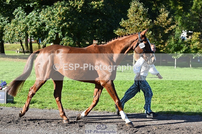 231022-111510-23836 - 564-JANA.DE.CAVAIGNAC-Rosie.Kendall-TrotUp+SJ