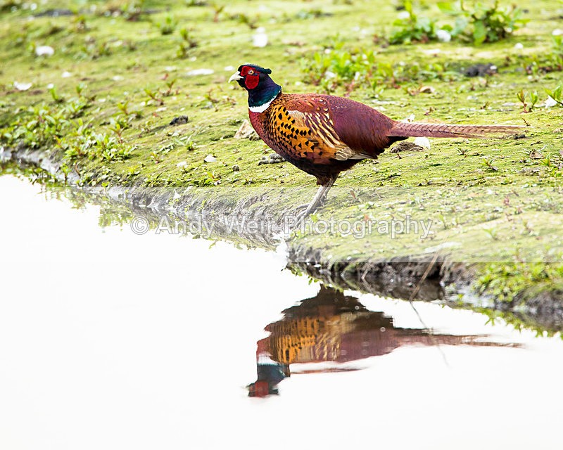 20140527-3K8A1858 - Pheasants