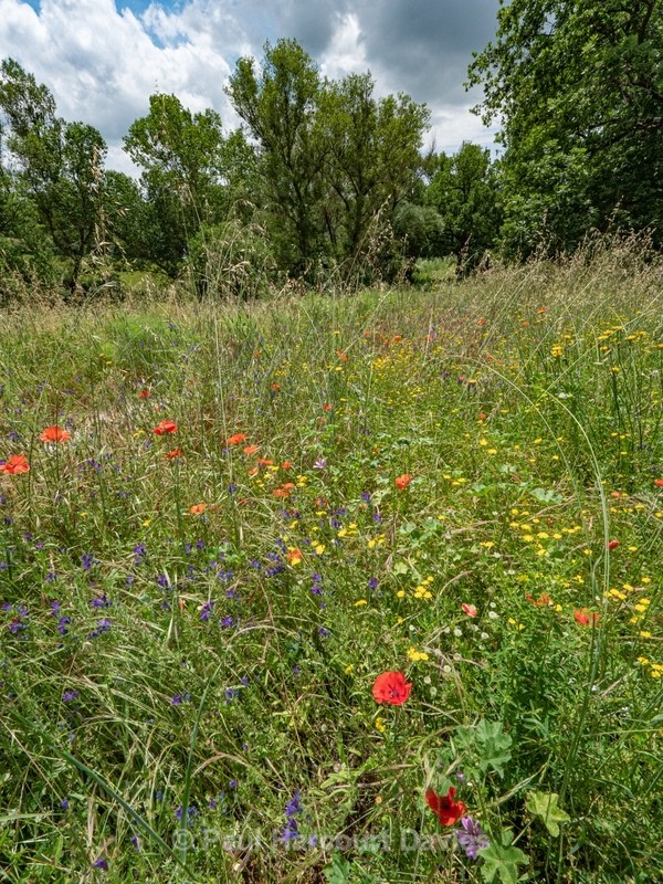 Wild Italian Garden. Paths are mown through the vegetation to provide access  - Flowers in the Landscape - 2