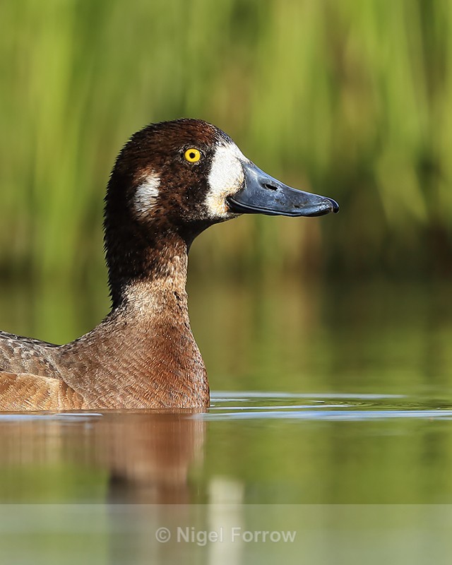 Scaup (female) close view, Iceland - Scaup