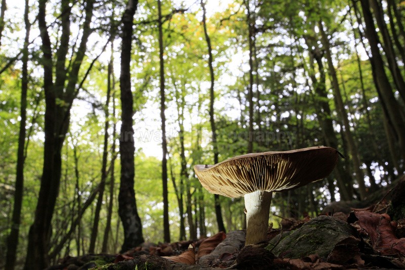  - Woodland scenes & flowers