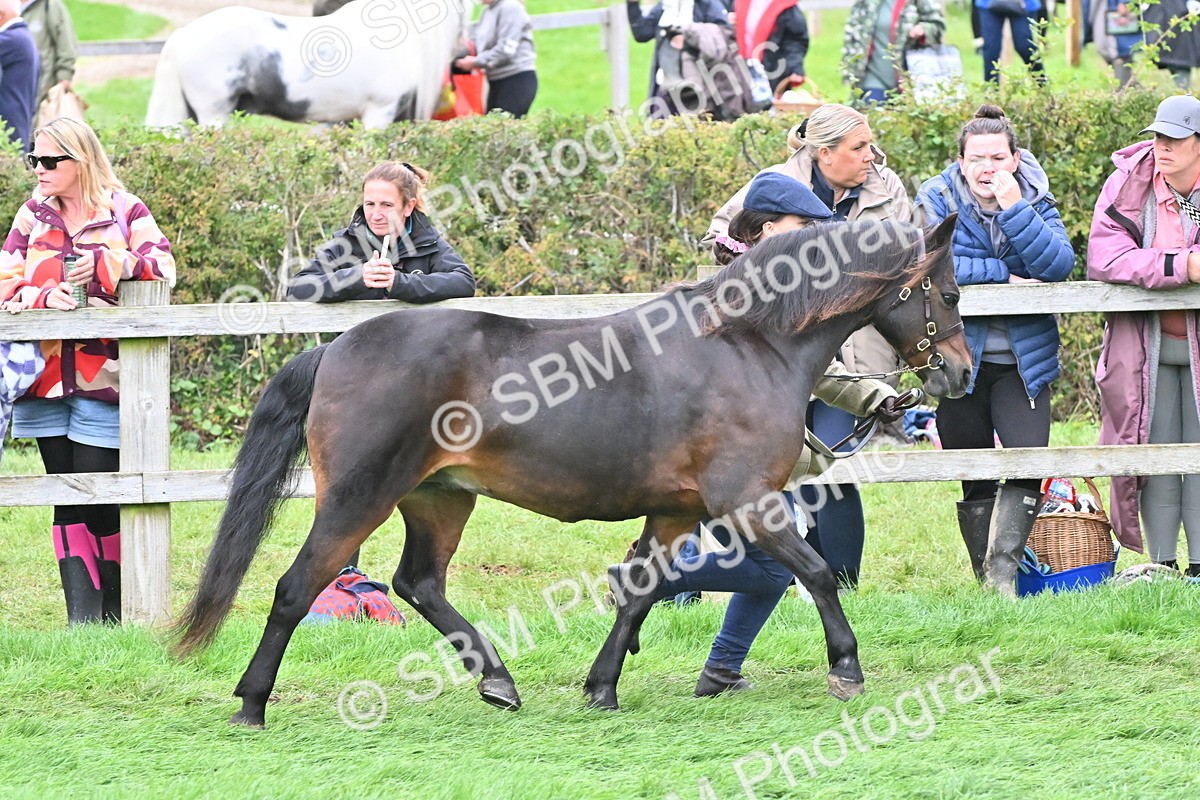 SBM_60970 - S48 - Mountain & Moorland In Hand Small Breeds