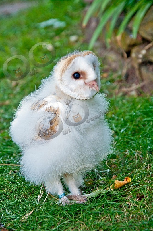 Loki at 32 days old - Our Birds