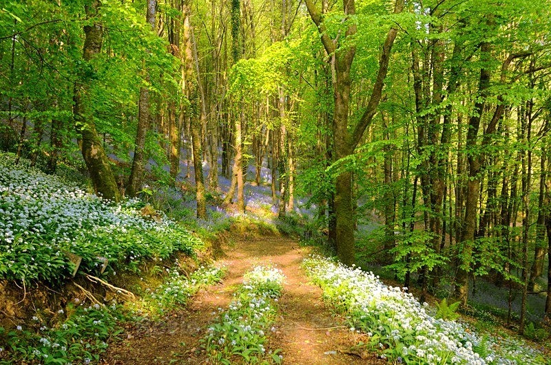 Bluebells and Wild Garlic in Duloe Woods near Looe in South East Cornw - Looe