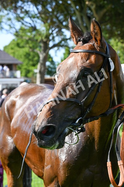 120725-Race 6-Terrorise-0538 - Race 6 4.45pm John Smith's Stayers' Handicap
