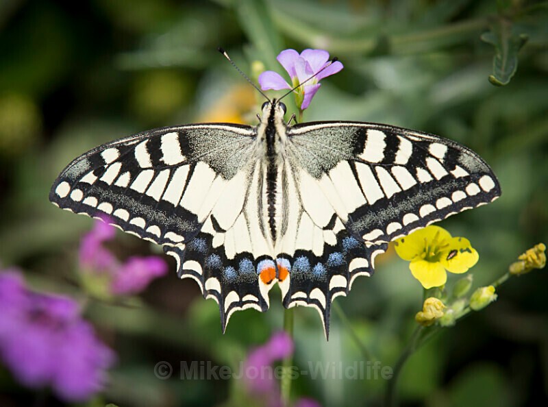 471A3662 Swallowtail, Capri, Italy - BUTTERFLIES