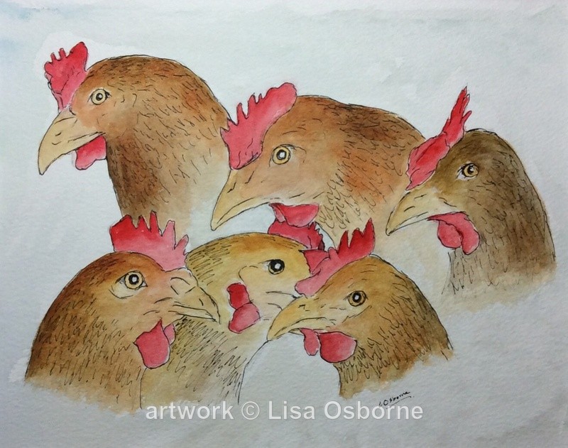 Chickens - Animals