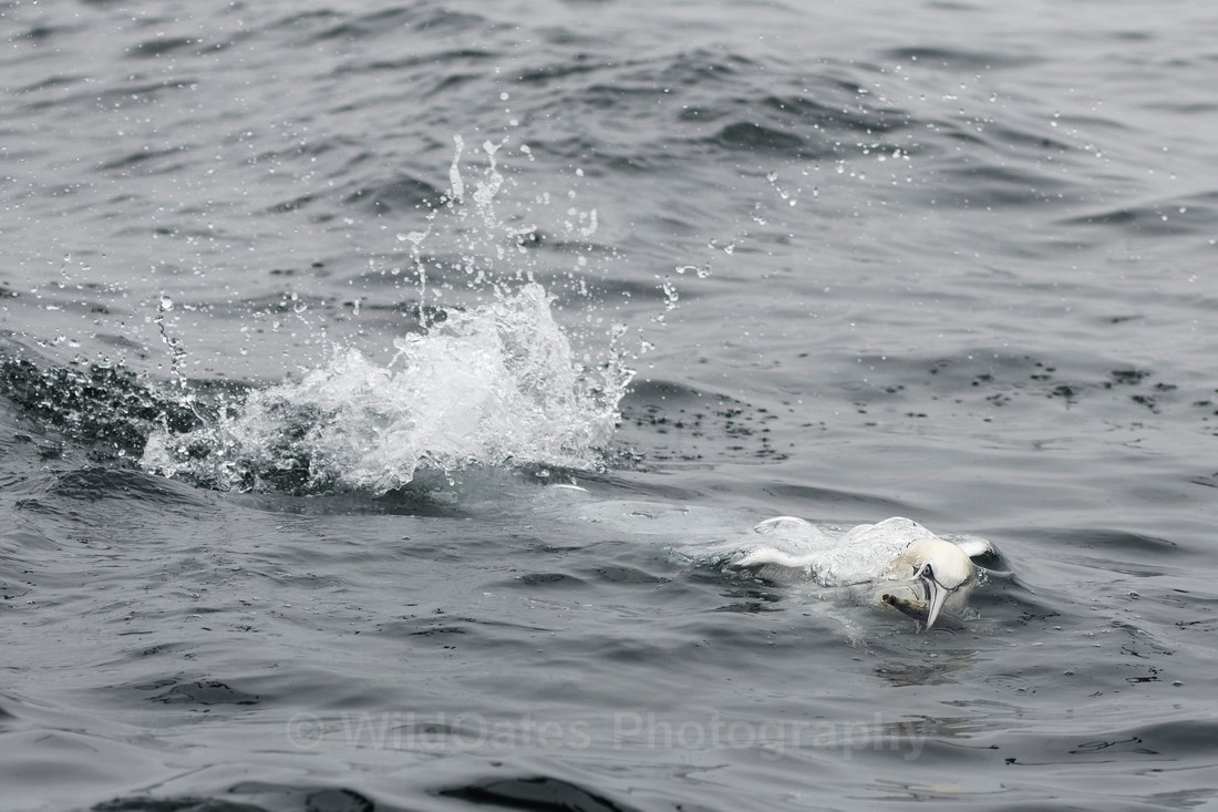 Gannets_0008 - Bass Rock