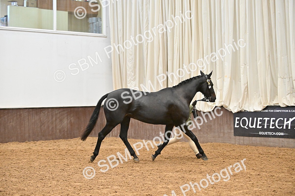 SBM_000209 - Class 7 - ROR Tattersalls In Hand