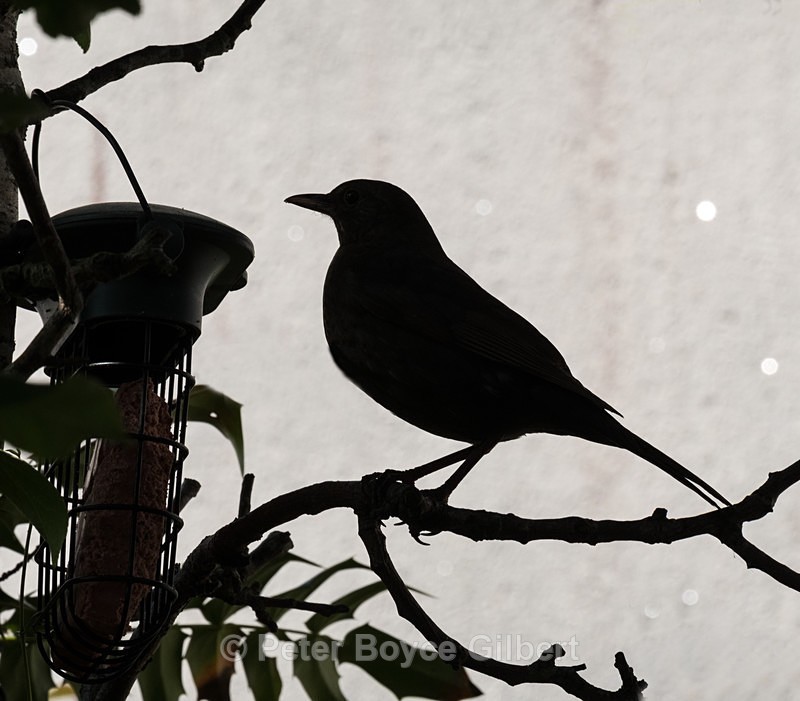 Blackbird - Flora & Fauna
