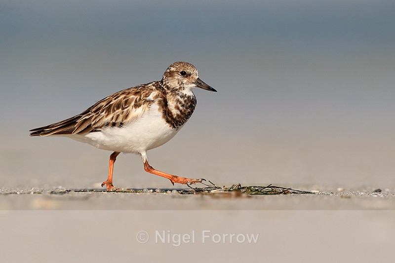 Ruddy Turnstone, Fort De Soto Park, Florida - Ruddy Turnstone