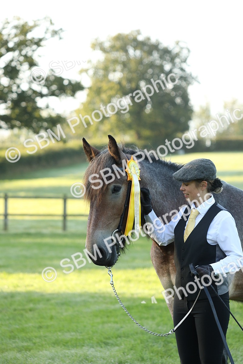 SBM_57893 - S42 - Youngstock