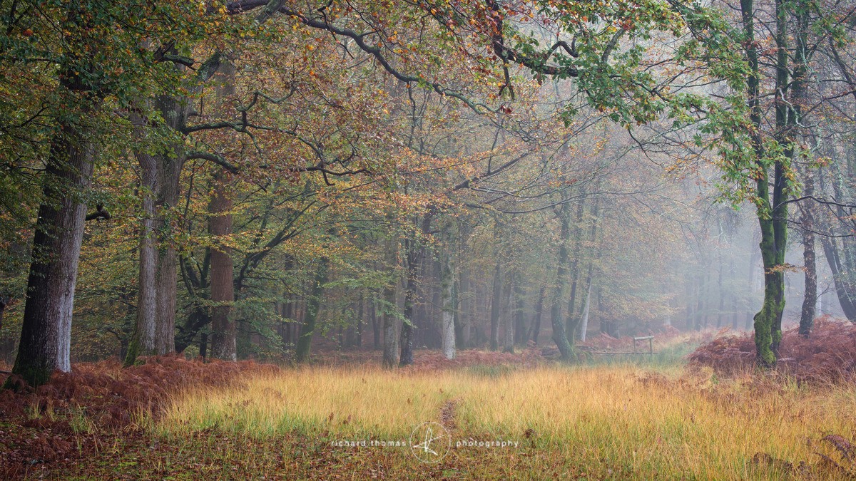 Paved with Gold V - New Forest - Woodland