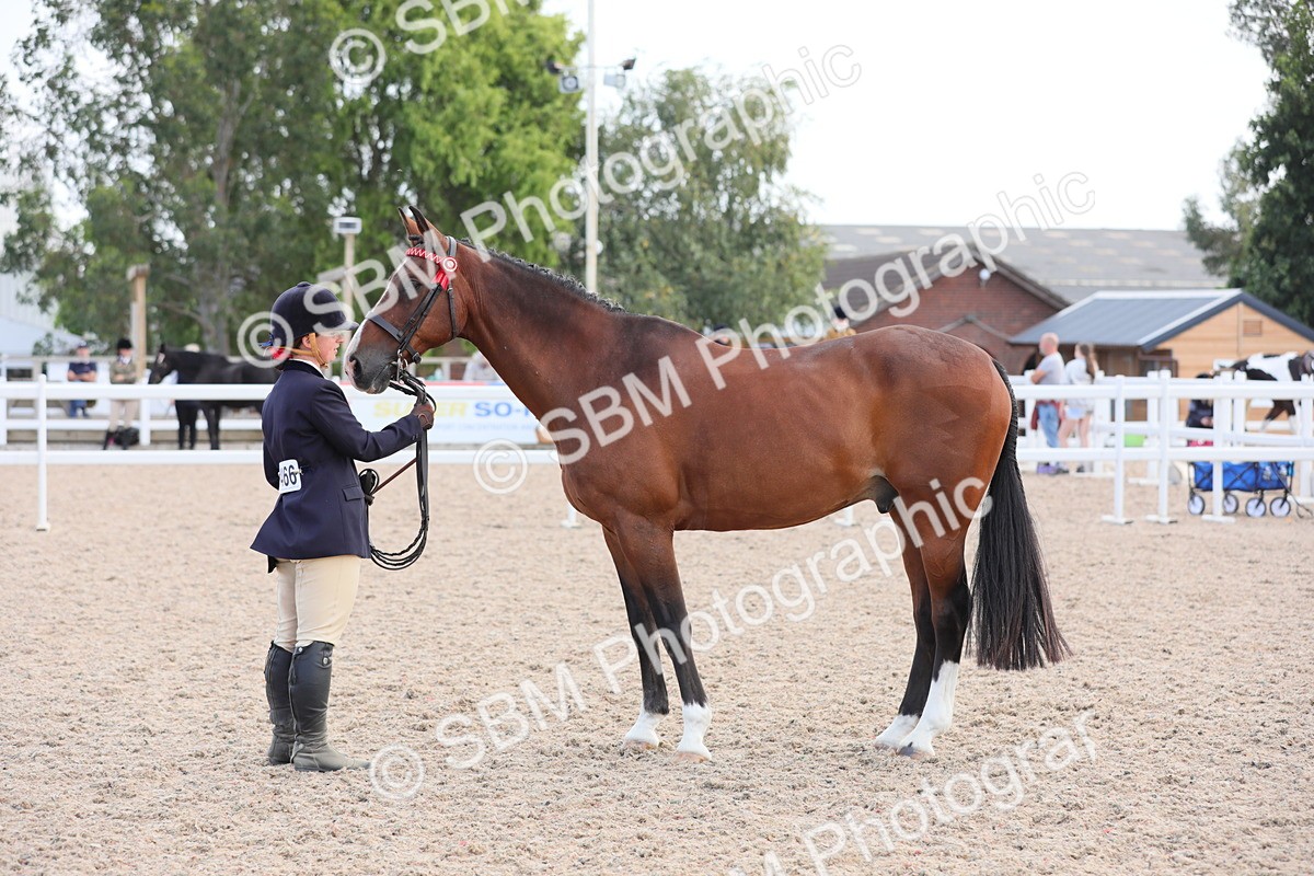 SBM_15839 - Class 312 IH Competition Horse/Pony