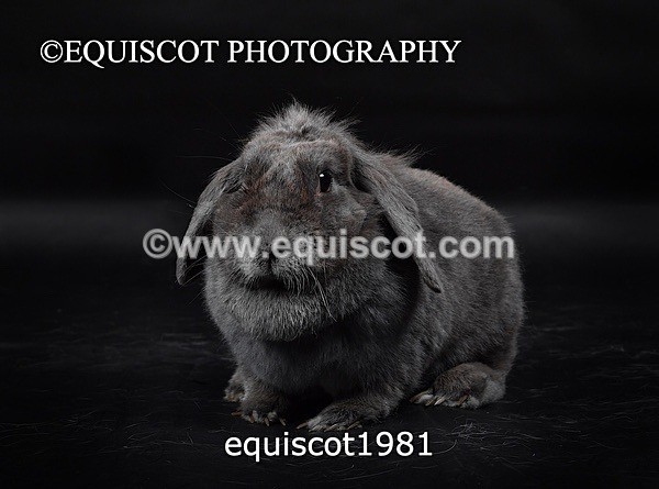 equiscot1981 - GIZMO & OSCAR