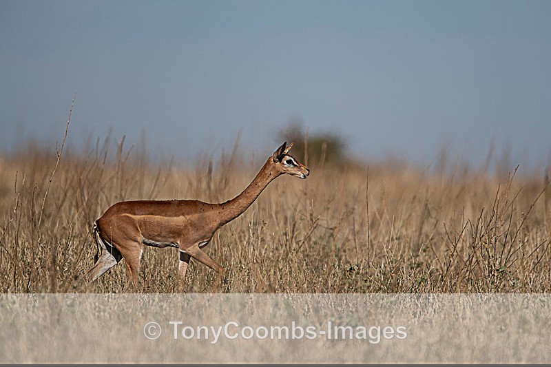 Gerenuk (f) - Lewa ~ Other Mammals