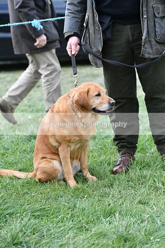 WJ5_0156 - Class 5 Best Veteran / 7 years & over