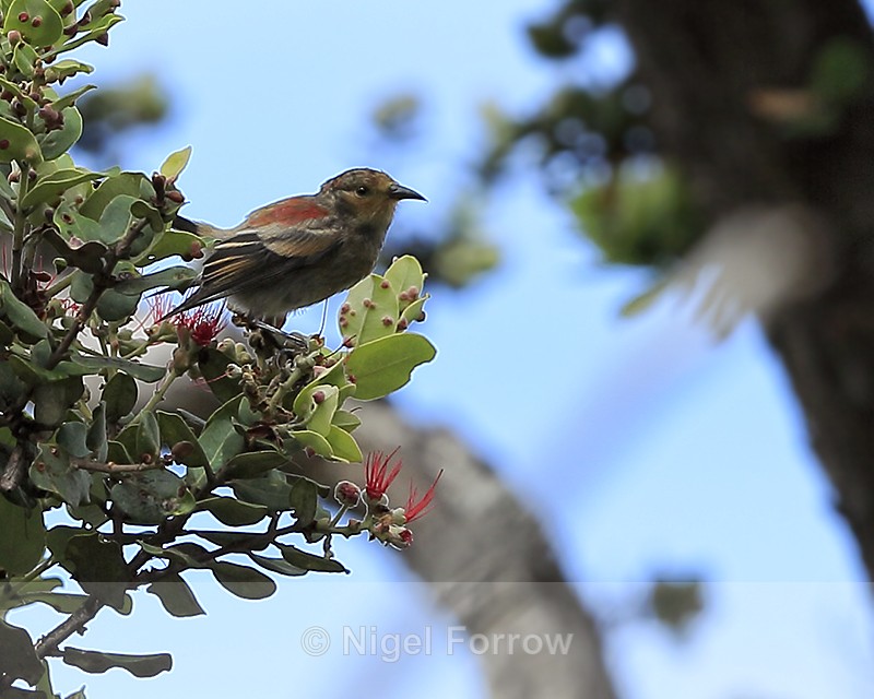 Apapane (immature), Hawaii - Apapane