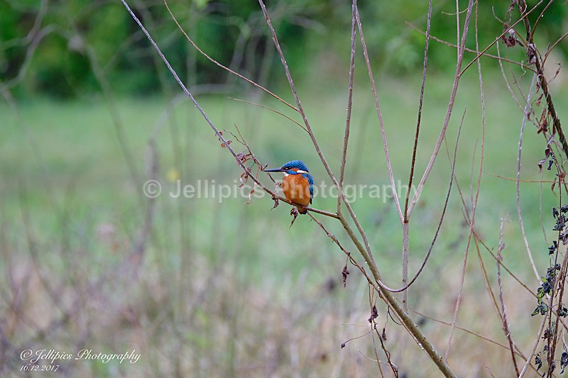  - Wildlife and Nature
