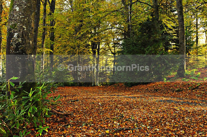 7 - Autumn around Selkirk