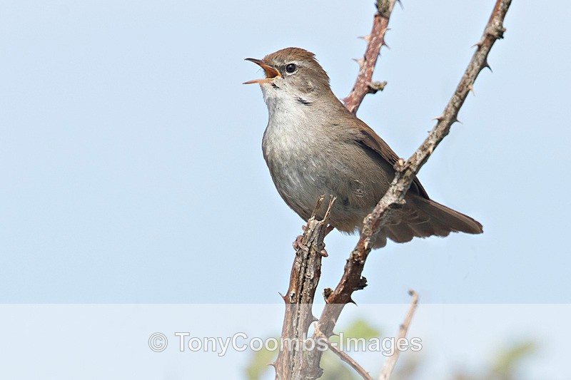Cettis Warbler  1604-3553 - Birds