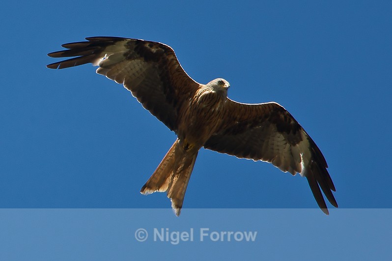 Red Kite in flight - Red Kite