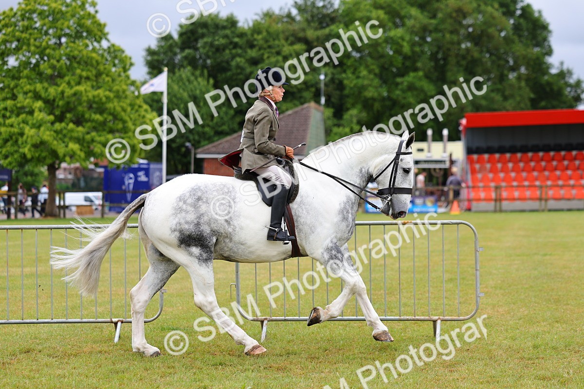 SBM_02502 - Class 9-11 Side Saddle including LIHS Rising Star Ladies Show Horse