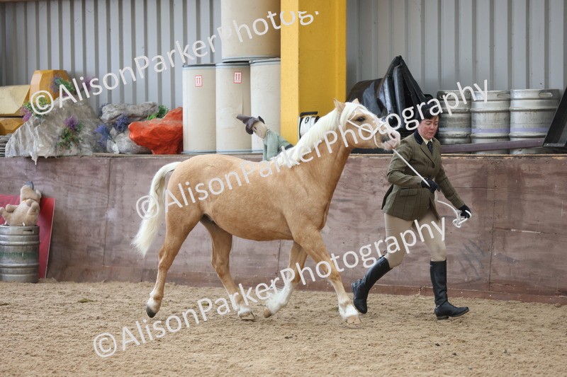 20251109-0830 - Class 25 - Yearling, Colt, Filly or Gelding