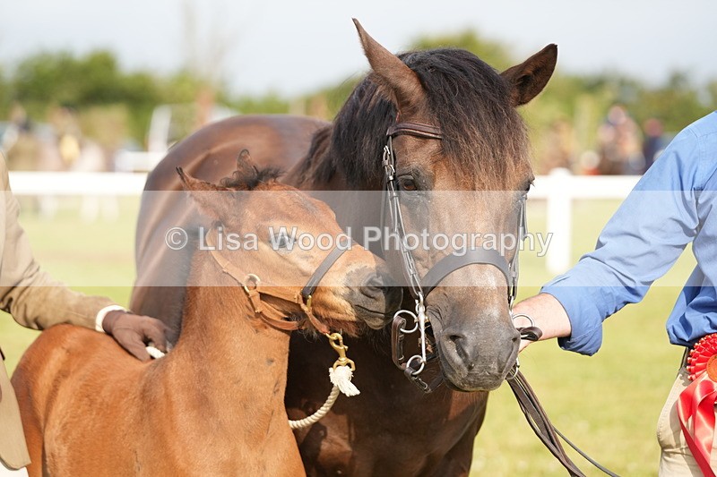 DSC04477 - Classes 44 & 45: NPS M&M Brood Mare and Foal